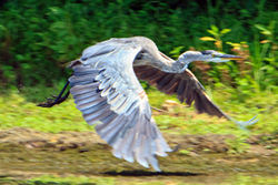 Blue Heron om Potomac CREDIT Lloyd Stone