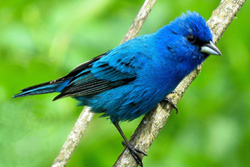 Indigo Bunting near mile marker 99 at C&O National Historical Park