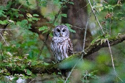 Great Barred Owl, Hagerstown Kiwanis Park