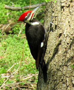 Pileated Woodpecker Washington County Md